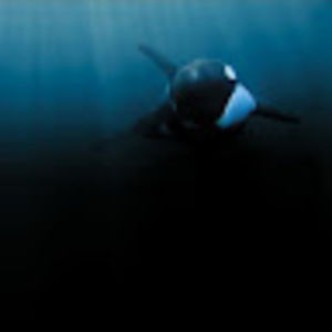 Meet your Posher, Ellie